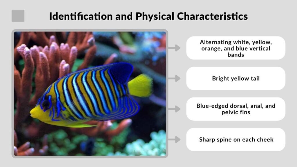 Identification and Physical Characteristics