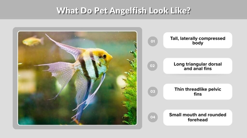 What Do Pet Angelfish Look Like?