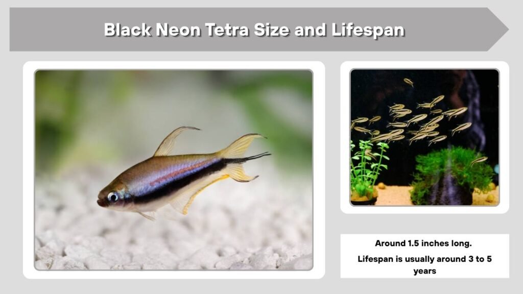 Black Neon Tetra Size and Lifespan