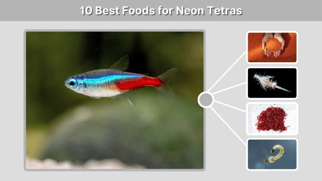 10 Best Foods for Neon Tetras