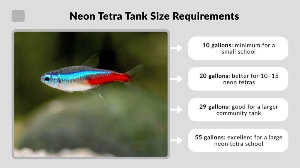 Neon Tetra Tank Size Requirements