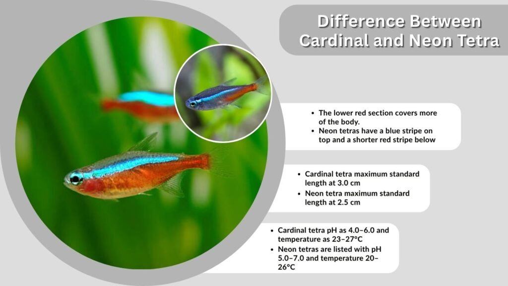 Difference Between Cardinal and Neon Tetra