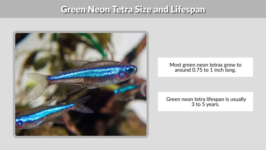 Green Neon Tetra Size and Lifespan
