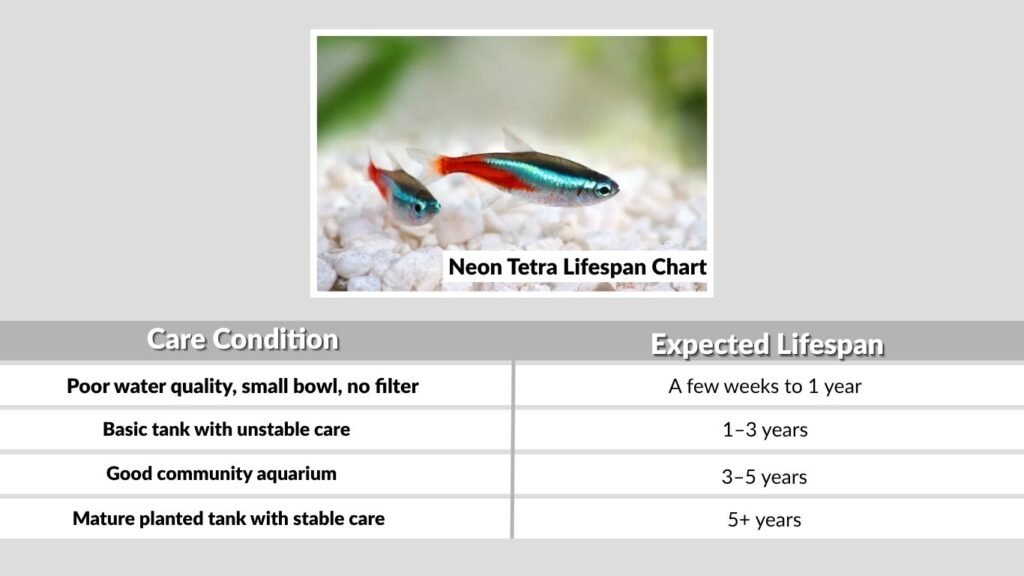 Neon Tetra Lifespan Chart