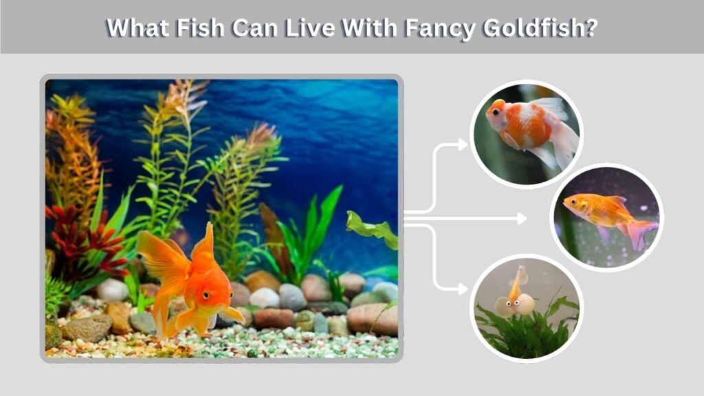 What Fish Can Live With Fancy Goldfish?