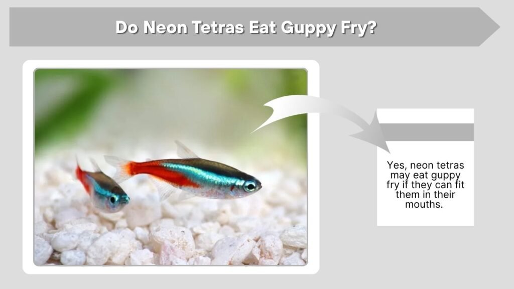 Do Neon Tetras Eat Guppy Fry?