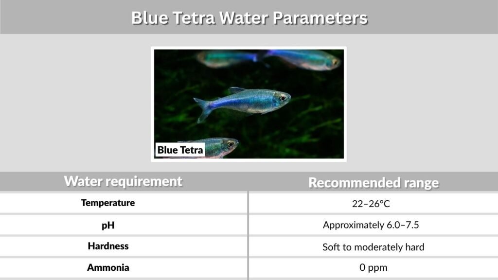 Blue Tetra Water Parameters