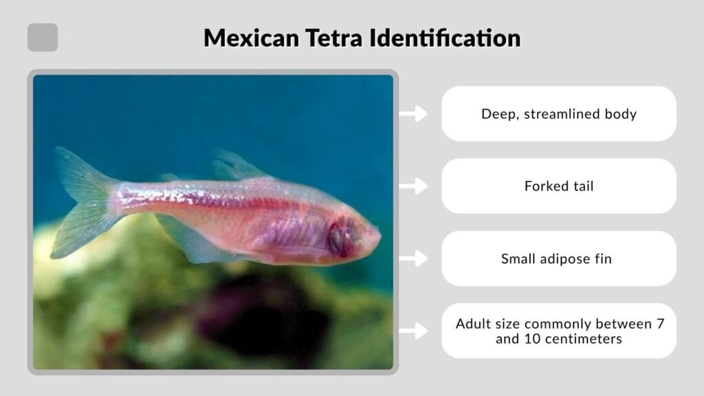 Mexican Tetra Identification