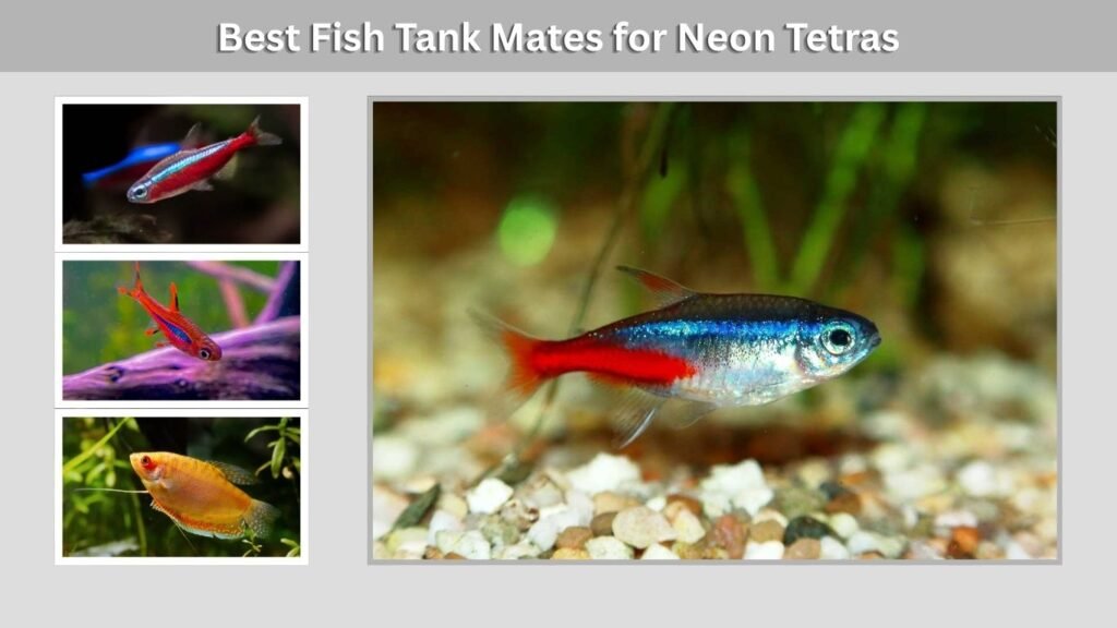 Best Fish Tank Mates for Neon Tetras