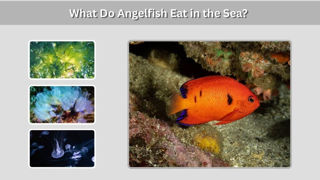 What Do Angelfish Eat in the Sea?