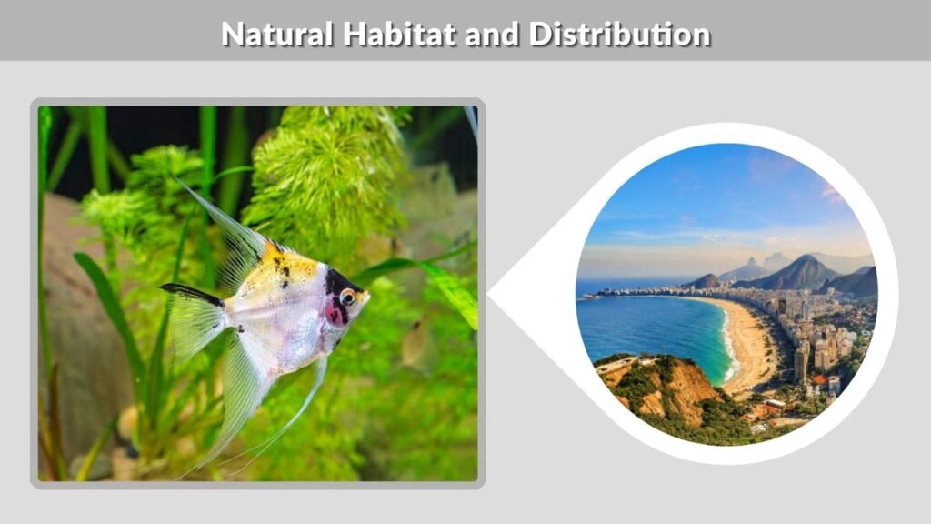 Natural Habitat and Distribution