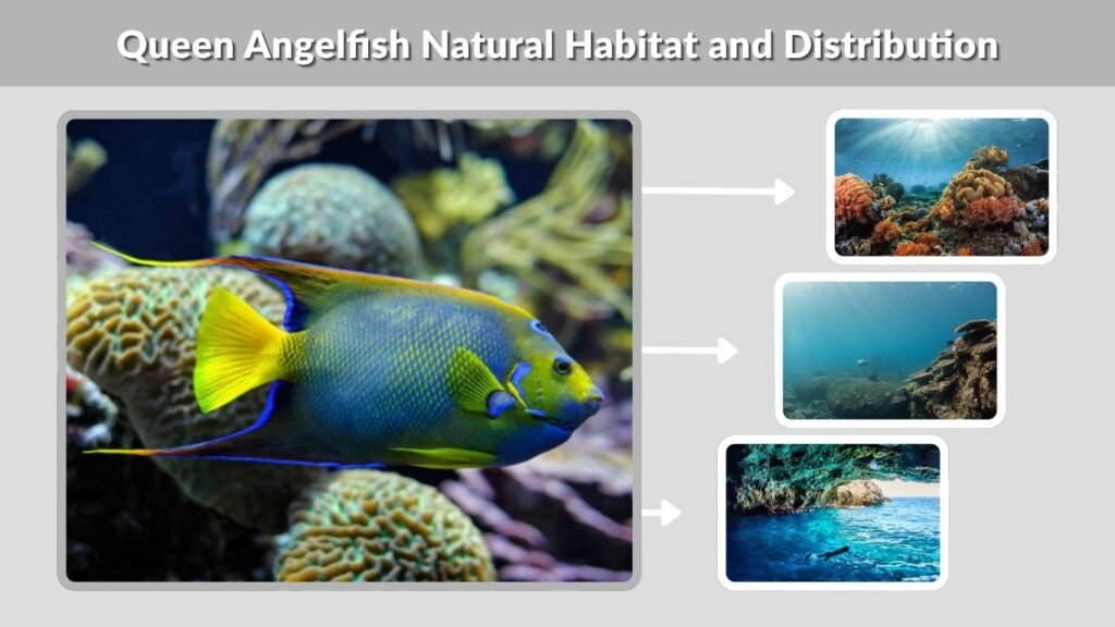 Queen Angelfish Natural Habitat and Distribution