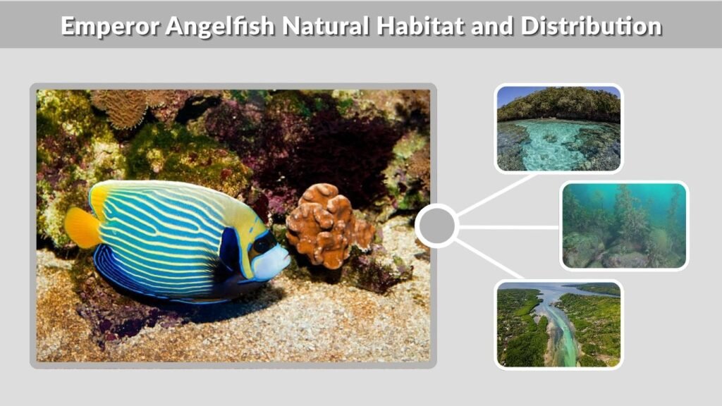 Emperor Angelfish Natural Habitat and Distribution