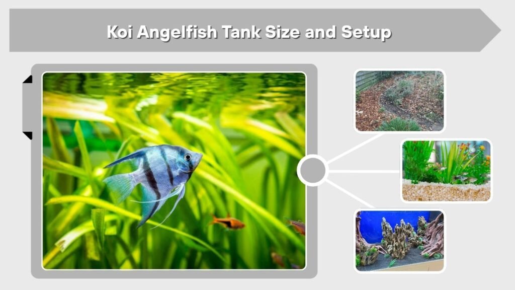 Koi Angelfish Tank Size and Setup
