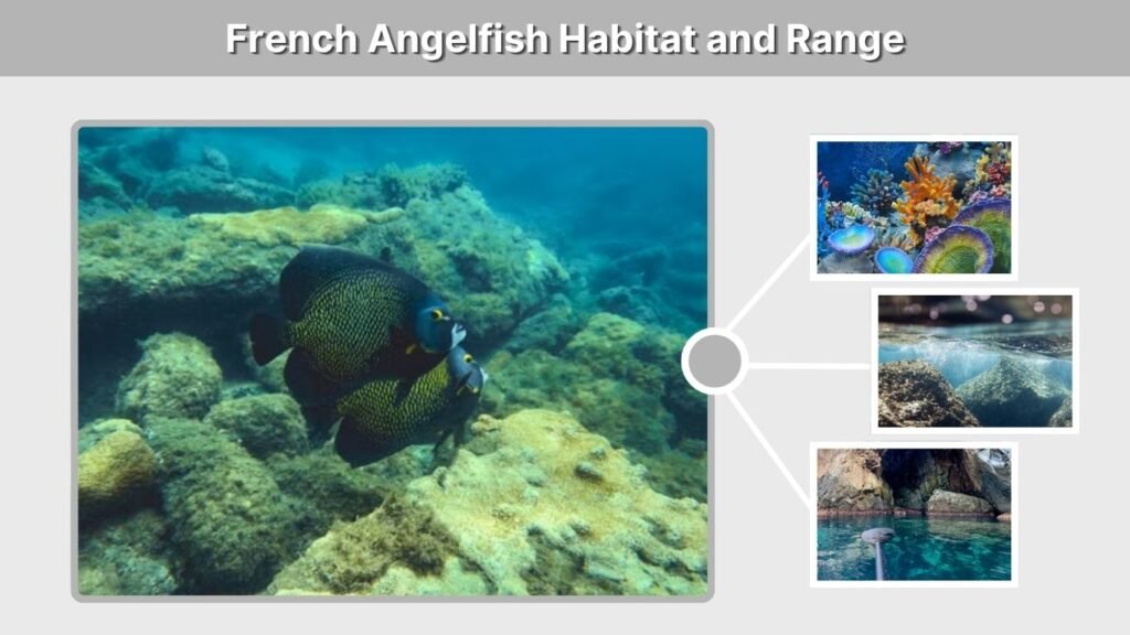 French Angelfish Habitat and Range