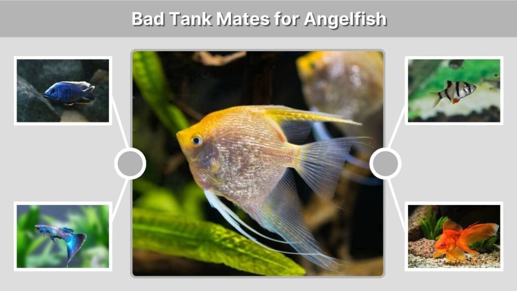 Bad Tank Mates for Angelfish