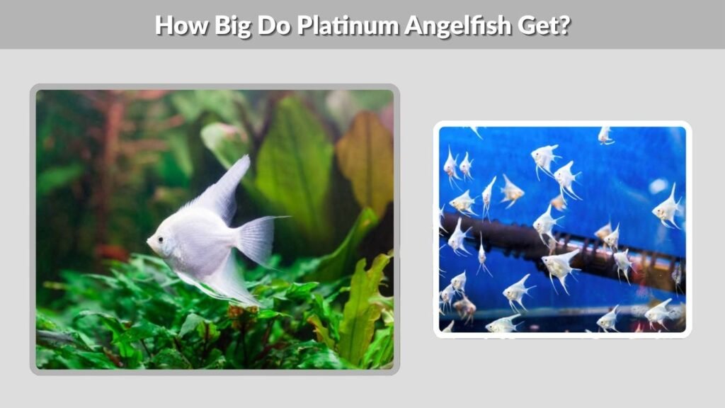 How Big Do Platinum Angelfish Get?