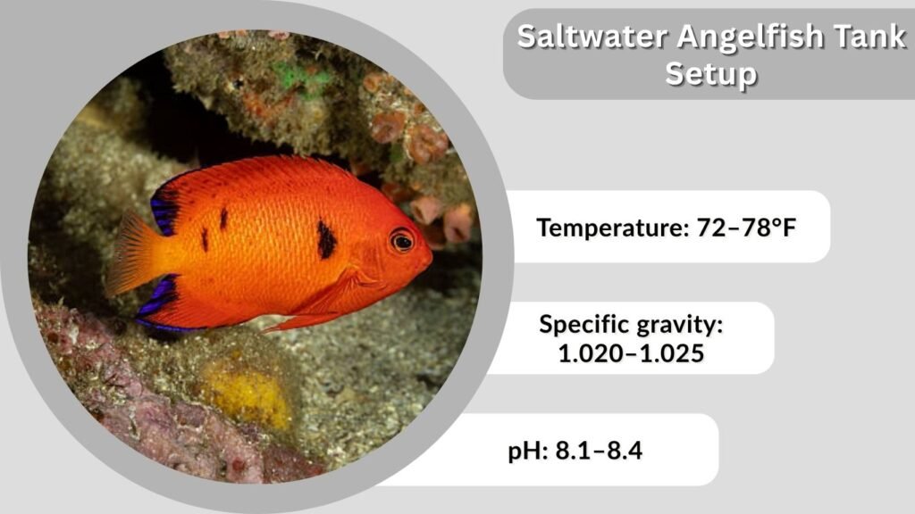 Saltwater Angelfish Tank Setup