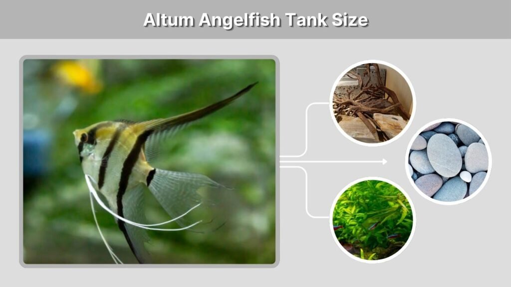 Altum Angelfish Tank Size