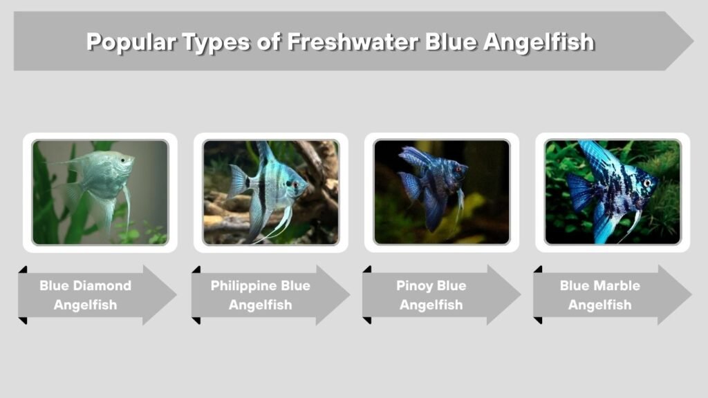 Popular Types of Freshwater Blue Angelfish