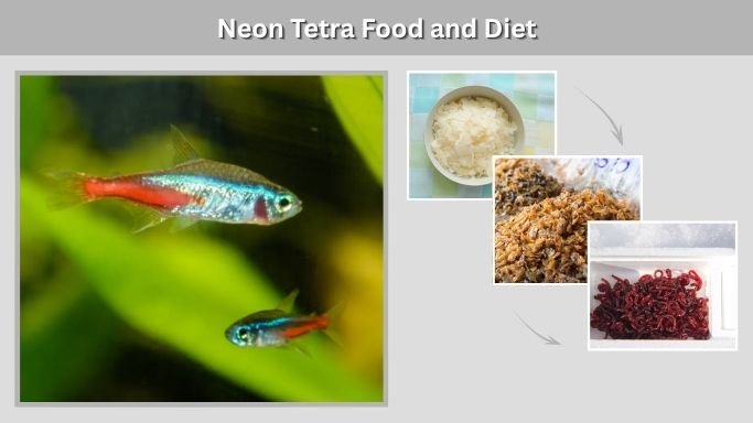 Neon Tetra Food and Diet