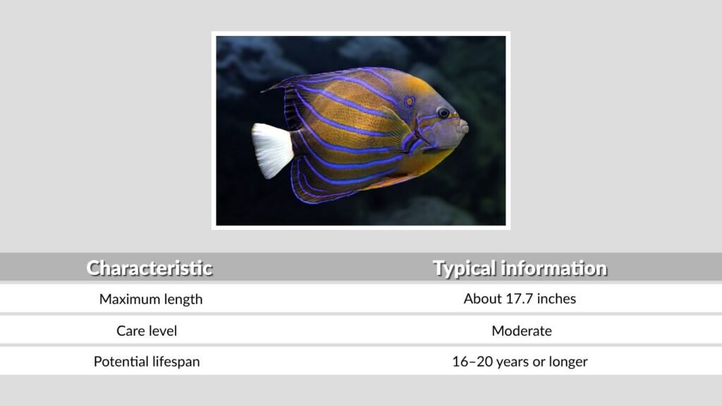 Blue Ring Angelfish Size and Lifespan