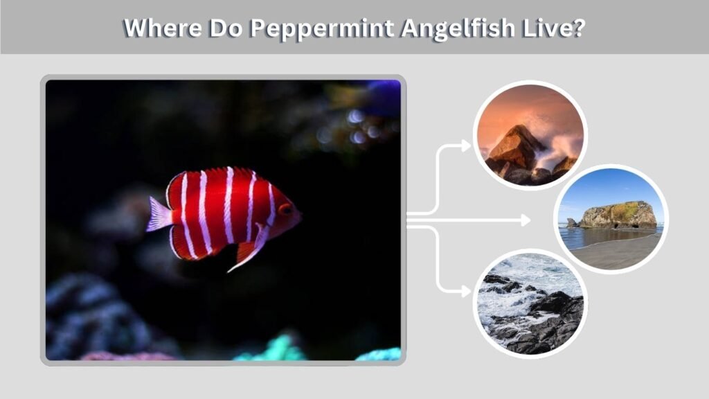 Where Do Peppermint Angelfish Live?