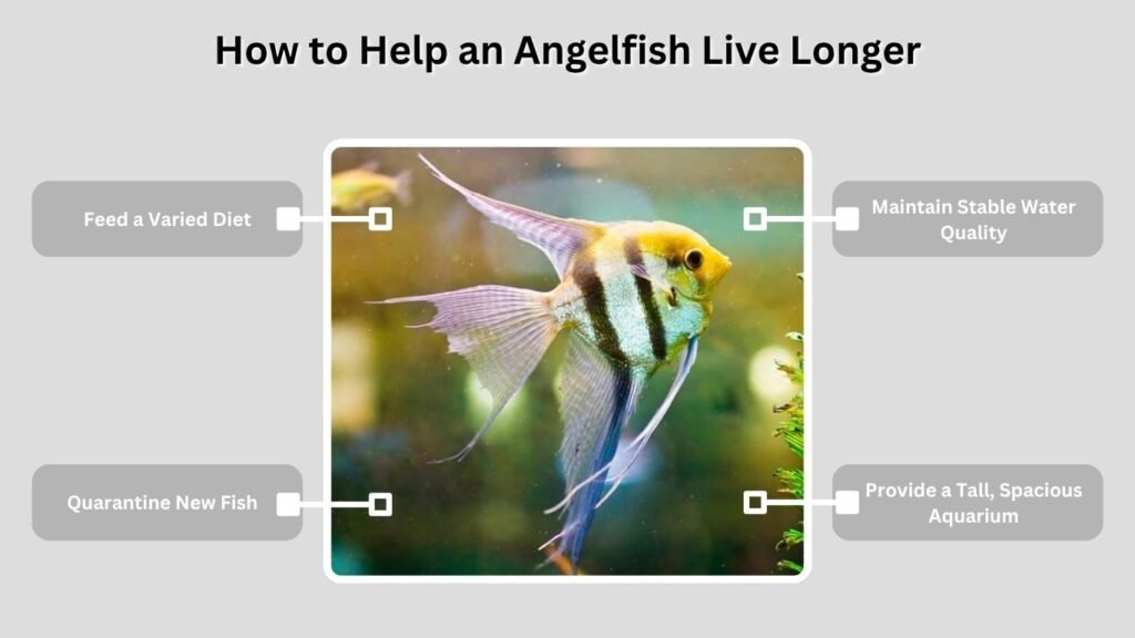 How to Help an Angelfish Live Longer