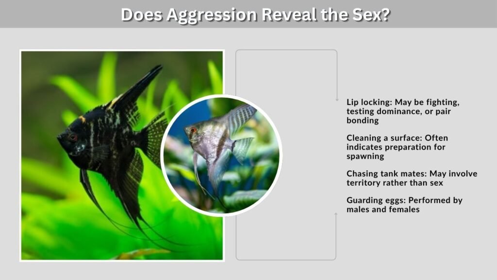 Does Aggression Reveal the Sex?