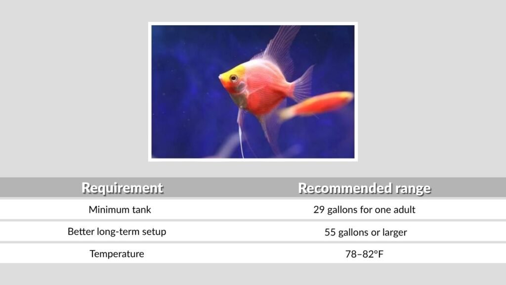 Pink Angelfish Care Requirements