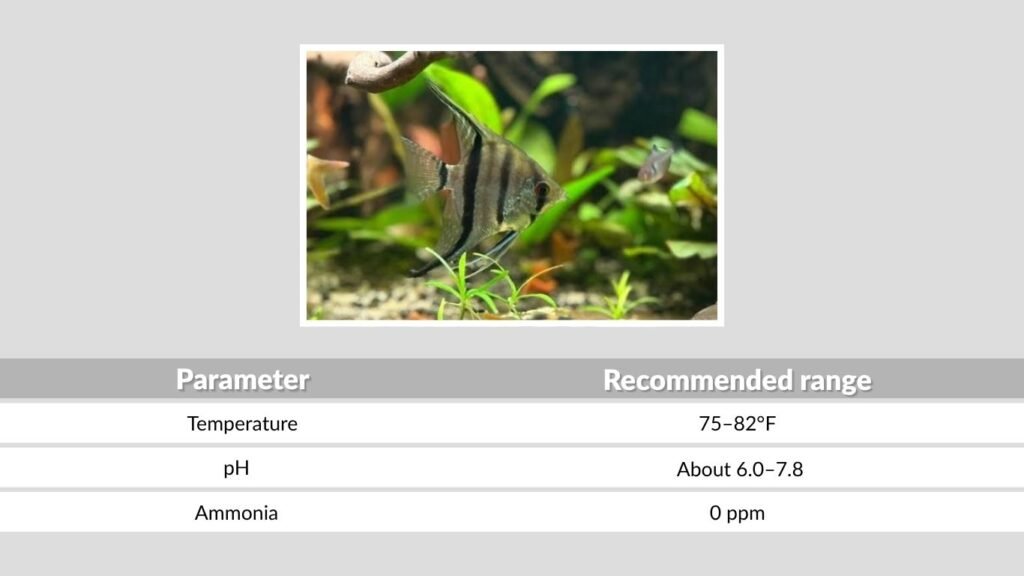Water Parameters