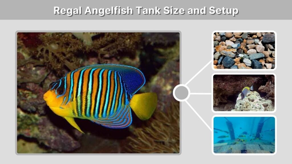 Regal Angelfish Tank Size and Setup