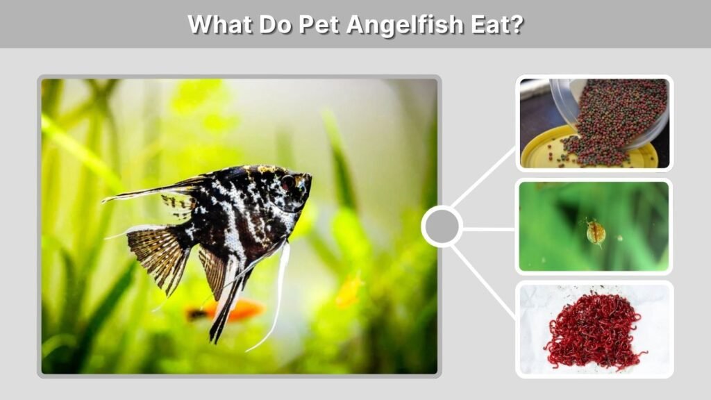What Do Pet Angelfish Eat?