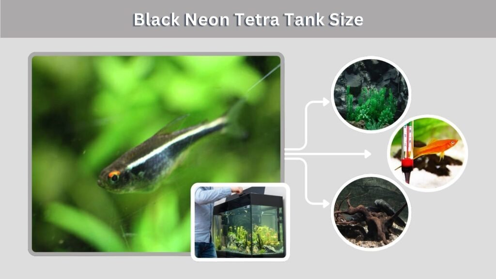 Black Neon Tetra Tank Size