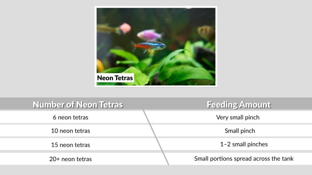 How Much Should Neon Tetras Eat?