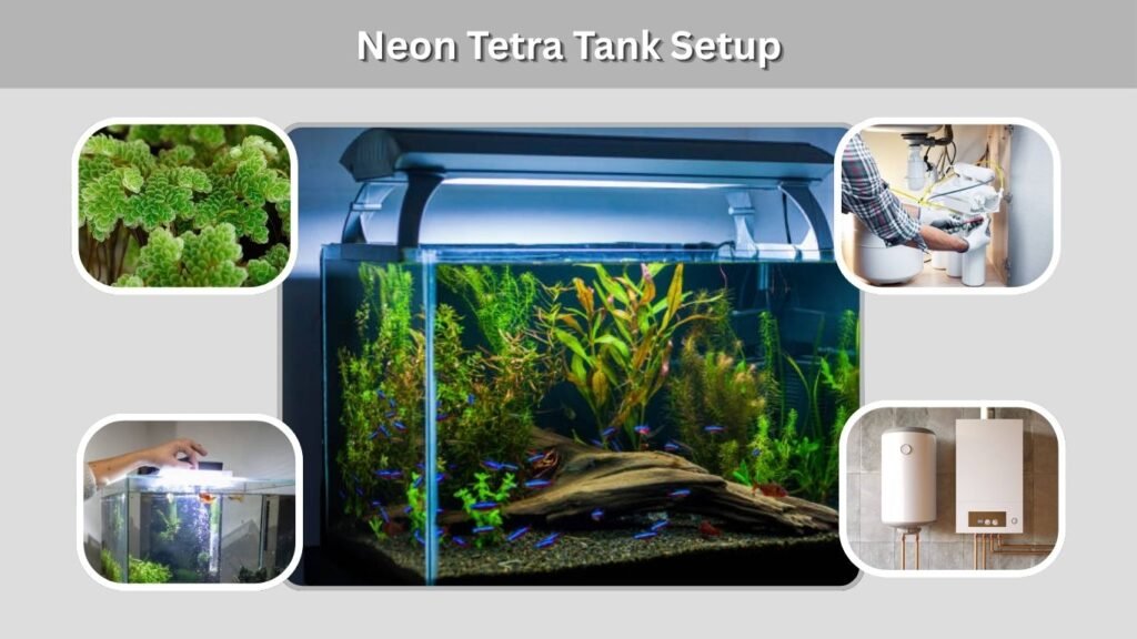 Neon Tetra Tank Setup