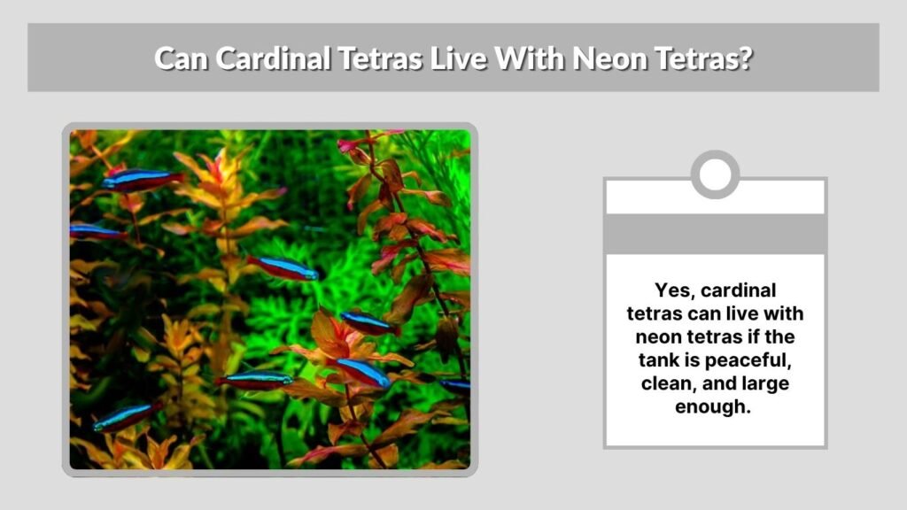 Can Cardinal Tetras Live With Neon Tetras?