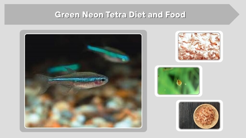 Green Neon Tetra Diet and Food