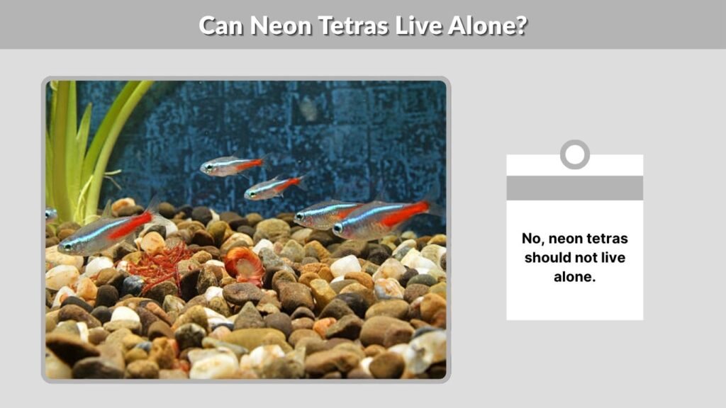 Can Neon Tetras Live Alone?