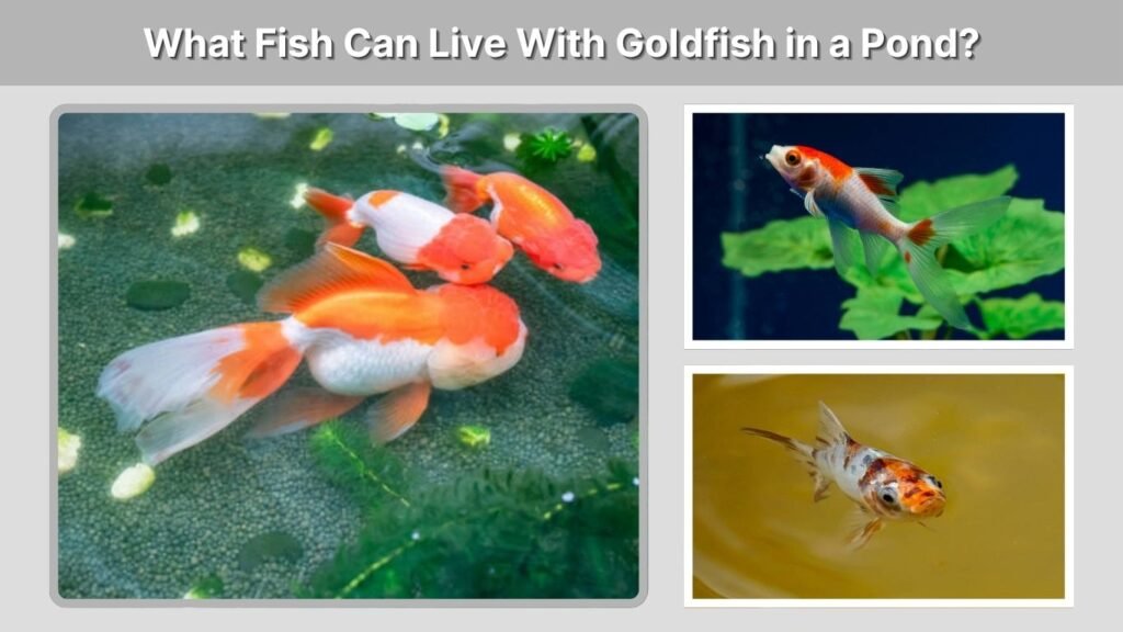 What Fish Can Live With Goldfish in a Pond?