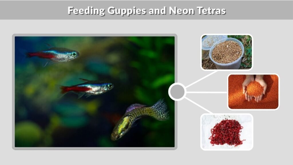 Feeding Guppies and Neon Tetras