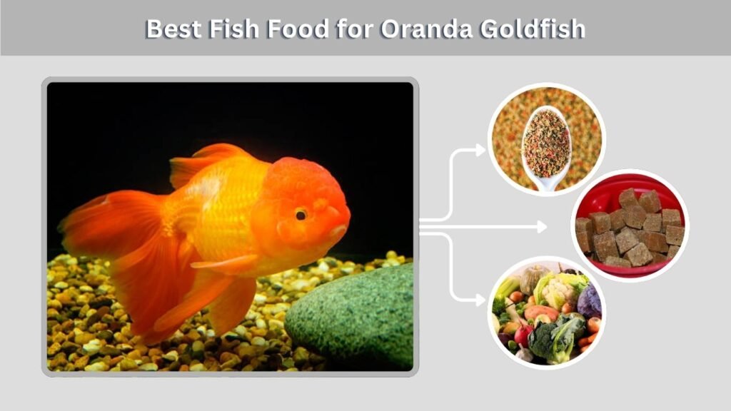 Best Fish Food for Oranda Goldfish