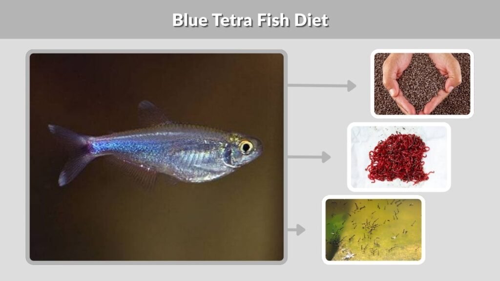 Blue Tetra Fish Diet