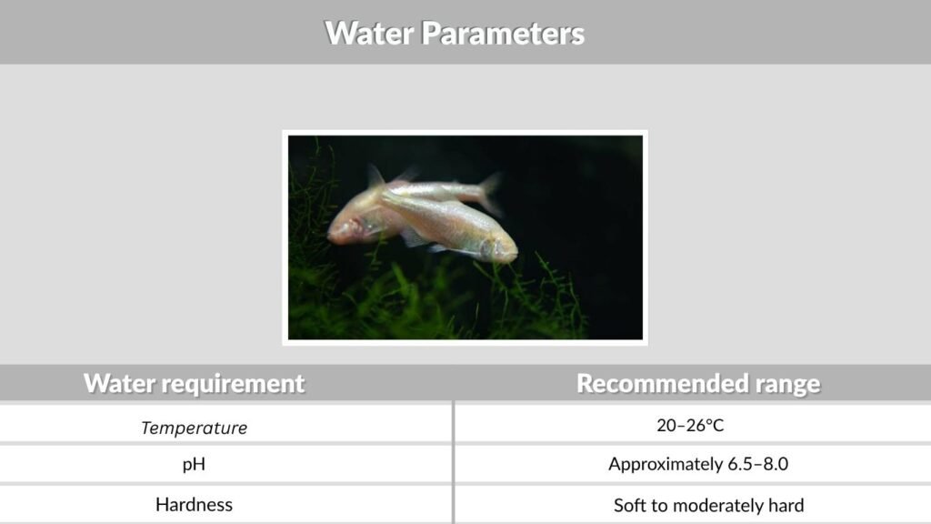 Water Parameters