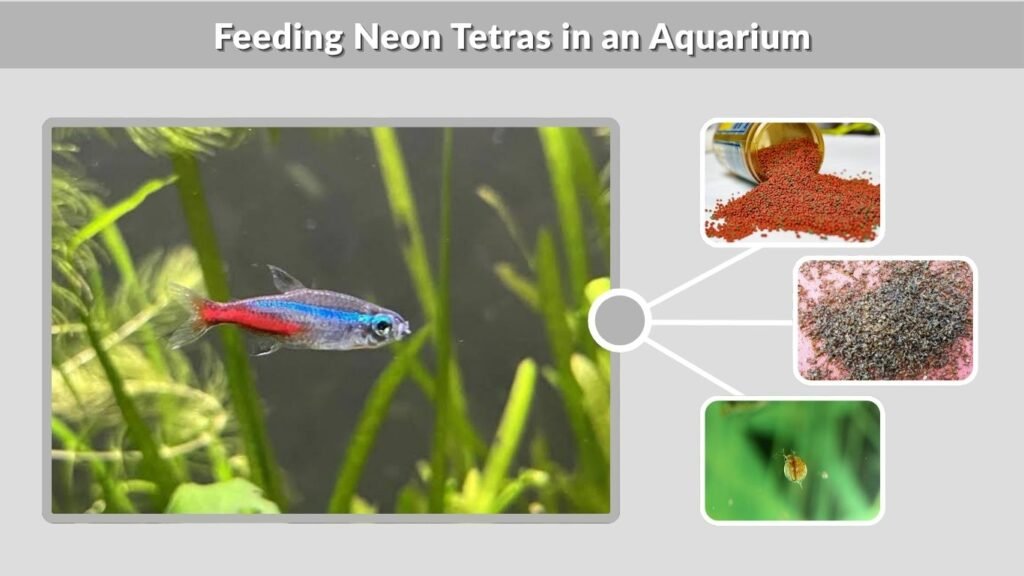 Feeding Neon Tetras in an Aquarium