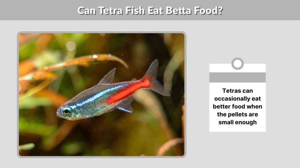 Can Tetra Fish Eat Betta Food?