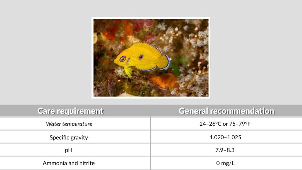 Sea Angelfish Aquarium Care