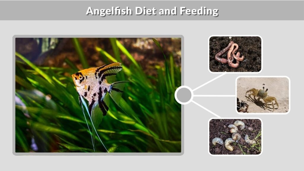 Angelfish Diet and Feeding