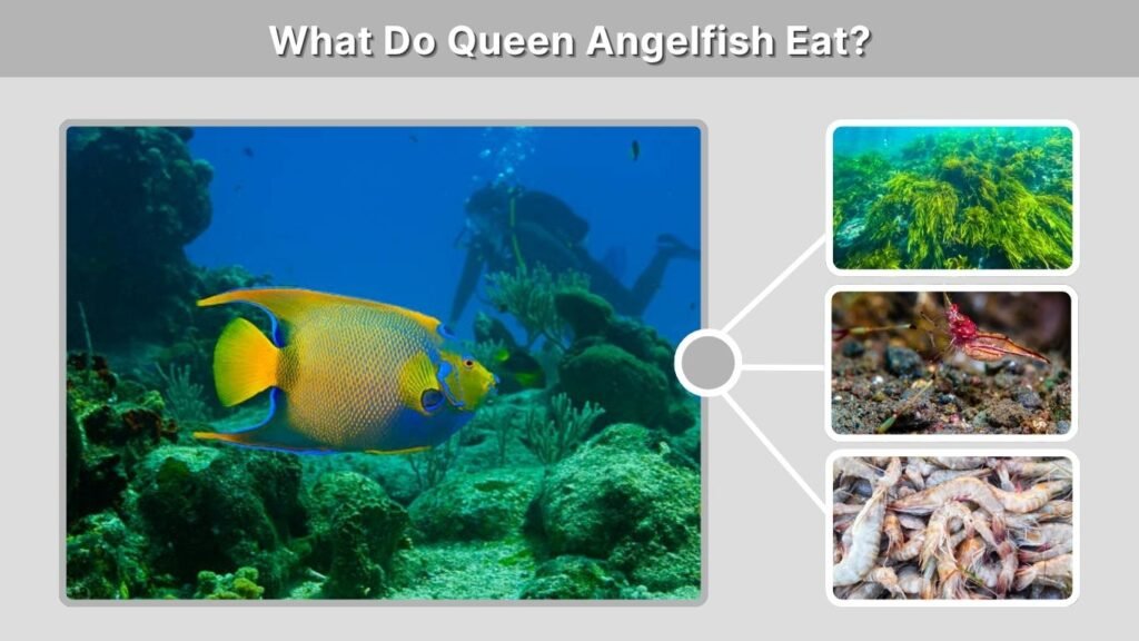 What Do Queen Angelfish Eat?