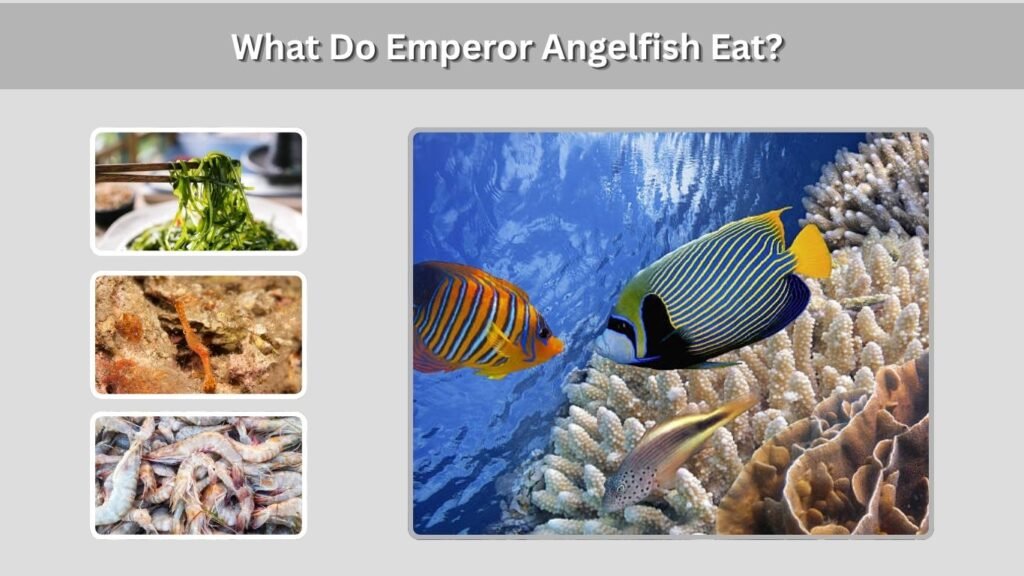 What Do Emperor Angelfish Eat?